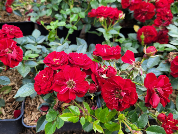 Rosa "The Fairy" rot - (Bodendeckerrose "The Fairy" rot),